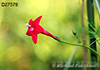 Ipomoea quamoclit